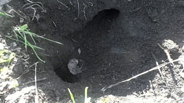 Как поймать крота или слепыша, работающий способ ловли крота смотреть онлайн