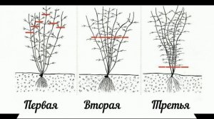 Сочетание роз Эльф и Индиголетто с клематисами! Подбираю сорта клематисов к розам!