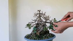 Ficus Long Green Island Bonsai, Defoliate, Wiring, Full video #bonsai
