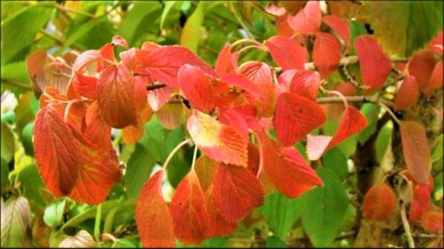 ЦВЕТЕТ С МАЯ ДО ОКТЯБРЯ! Декоративный кустарник в восточном стиле смотреть онлайн