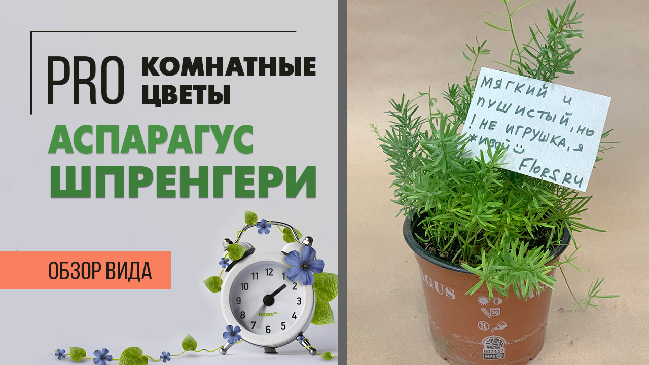 Аспарагус Шпренгери - скромный и популярный | Лучший вариант для каскадного озеленения