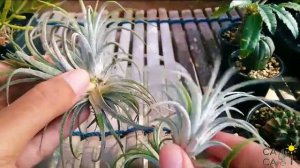 harvest tillandsia ionantha rubra saplings