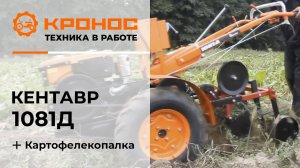 Картофелекопалка КТ3 в работе с мотоблоком Кентавр 1081Д (Toyokawa)