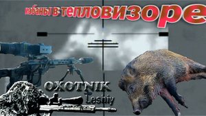 Охота на кабана с тепловизионным прицелом.