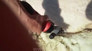 Стрижка овец электрической машинкой.