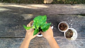 Golden Pothos in DIY Cement Pot