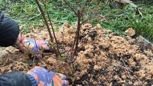 Краснеют листья на голубике? Подкислим почву на голубике!!! 3 минуты на целый год. Коллоидная сера. смотреть онлайн