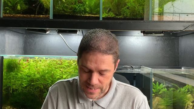 How I Acclimate Cherry Shimp the Easy Way [Beginners Guide] смотреть онлайн