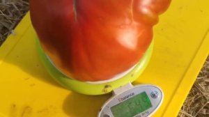 Томат-Carol Chyko's big paste blask ( Большая черная паста Кэрол Чико)?