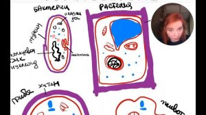 Различия Царств Живой природы | БИОЛОГИЯ ЕГЭ | Лина Клевер