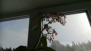 Каланхоэ Дегремона. Цветение