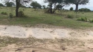 Сафари в парке "Тарангире".Редкое зрелище-львы на деревьях.Африка.Танзания.Январь2022