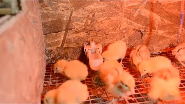 Чашечная поилка для цыплят