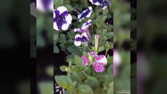 ЛЮБИМАЯ ПЕТУНИЯ 🌺