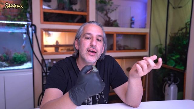 ? Rana LITORIA caerulea: CUIDADOS y CONSEJOS || Salvajes смотреть онлайн