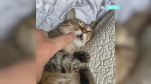 Смешные животные. Приколы с животными. Подборка март 2023