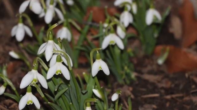 White Flowers by Miriam's Day смотреть онлайн