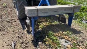 Уборка пленки с клубничных рядков после трехлетнего цикла.