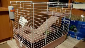 Шиншиллы бегают по клетке. 龍貓在籠子裡跑來跑去。Chinchillas run around the cage.