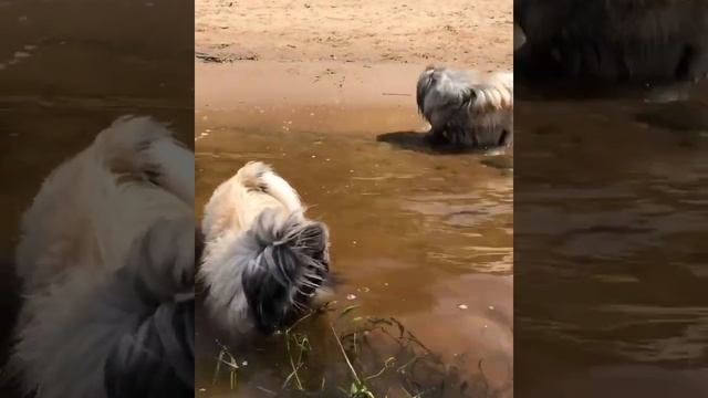Собаки породы Аффенпинчер на прогулке смотреть онлайн