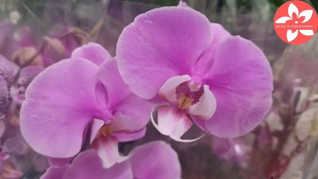 Шикарный завоз орхидей в магазине ОБИ город Москва смотреть онлайн