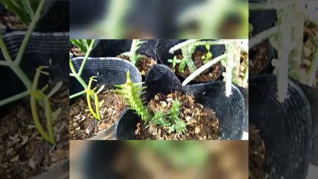 Cactus and Succulent Lover смотреть онлайн