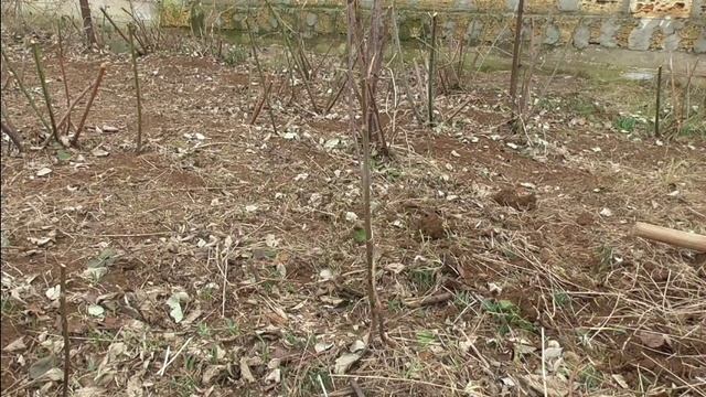 Расчистка участка от зарослей ежевики (ожины). От стрижки до корчевки!