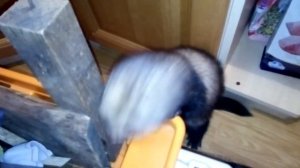 Хорек кусается!Что делать!?