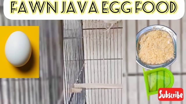 fawn Java Finch Complete Information | 5 Pair Feasibility Report | Java Sparrow Complete Informatio смотреть онлайн