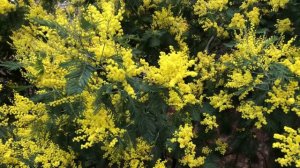 Silver wattle / Mimosa - leaves & flowers - February 2021