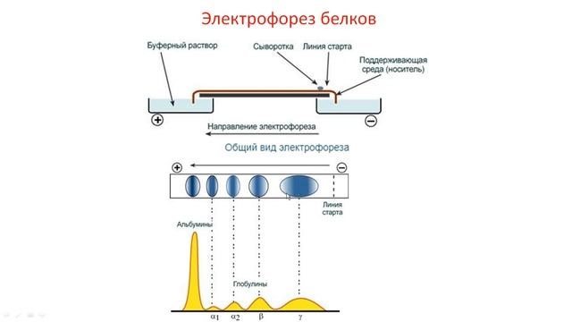 Биохимия. Лекция 3. Белки. Физико-химические свойства белков.