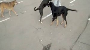 собаки любят женщин!!!