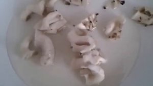 Как приготовить ГРИБЫ ВЕШЕНКИ.О пользе вешенок.