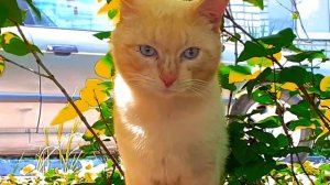 Красивый белый кот с голубыми глазами и черная кошечка.