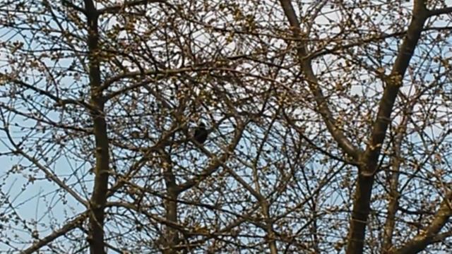 Пение весеннего скворца смотреть онлайн