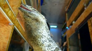 КОРМЛЕНИЕ БОЛЬШОГО ВАРАНА. Monitor lizard feeding