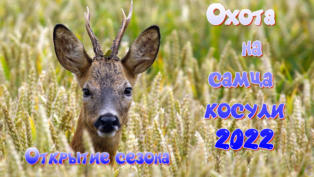 Открытие охоты на самца косули 2022.mp4