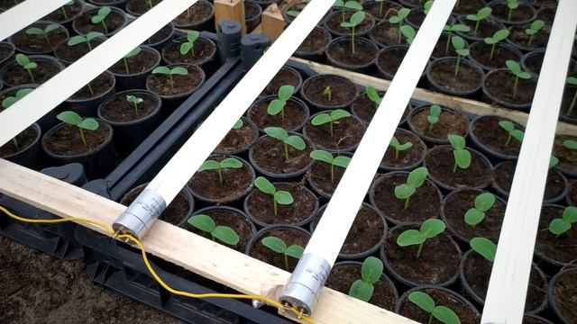 Рассада огурцов после всходов- что нужно сделать. смотреть онлайн