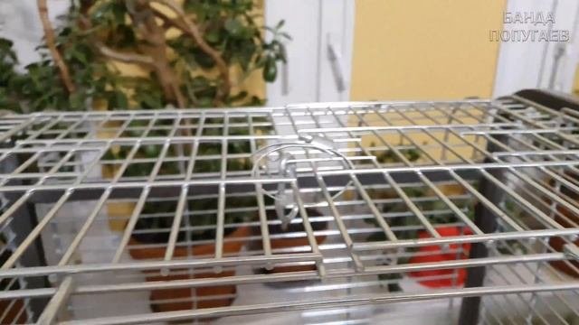 Попугаи волнистый и корелла || Прикольные моменты ??