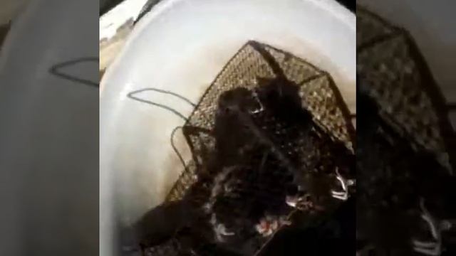 Как избавиться от садовой собачки смотреть онлайн