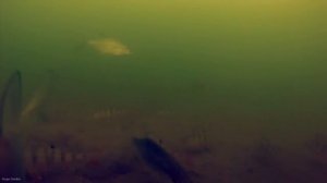 Зимняя рыбалка, Подводные съёмки видео №1