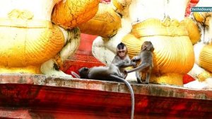Cute Animal Monkeys Perform Really Cute And Lovely Actions With Supervising Of Parents