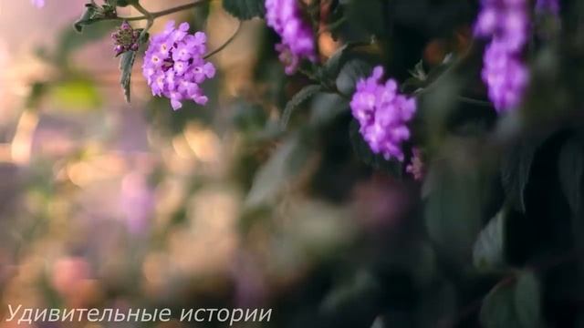 Муж увидел, как жена подсыпала ему что-то странное в чай. И ловко поменяв чашки... смотреть онлайн