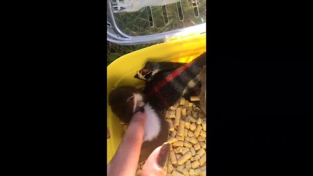 Детёныш Ласки (Mustela nivalis) играется
