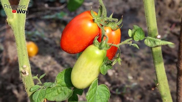 ЭТОТ ТОМАТ РАСТЁТ ГРОЗДЯМИ, СКОРОСПЕЛЫЙ, БЕЗ УХОДА, БЕЗ ПАСЫНКОВАНИЯ ДО САМЫХ МОРОЗОВ УРОЖАЙ! смотреть онлайн