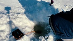 Уловистый маленький виб. Сход в лунке и долов. Ловля хищника со льда на Волге.