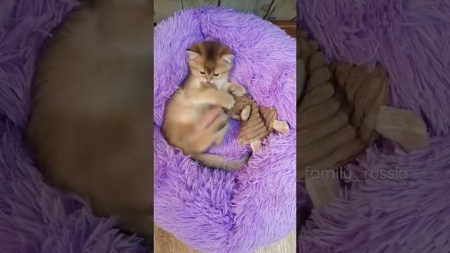 Котёнок британской золотой шиншиллы | British golden chinchilla kitten