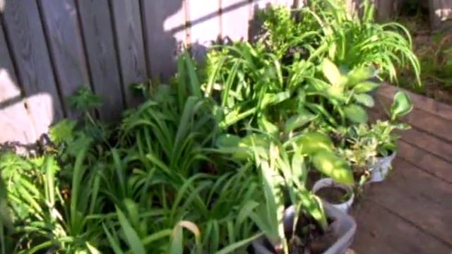 Цветы на продажу смотреть онлайн