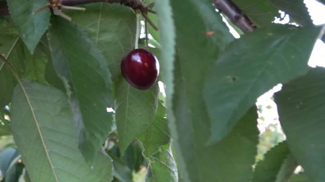 Черешня Целесте, Кристалина, Биг Стар.
