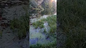 🐸 КУДА ИСЧЕЗЛИ ЛЯГУШКИ? 🐸🐸В РЕЧКЕ НЕТ ЛЯГУШЕК...